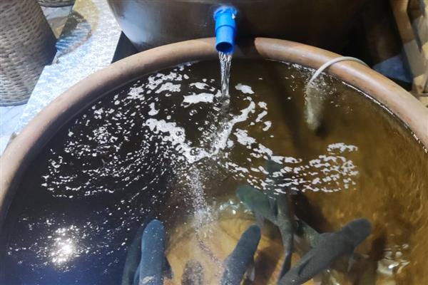 鱼缸草鱼怎么养才不容易死,首先保证养殖空间充足