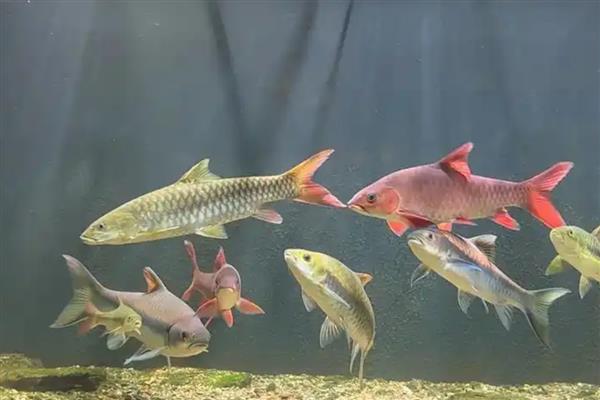 鱼缸草鱼怎么养才不容易死,首先保证养殖空间充足