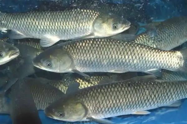 鱼缸草鱼怎么养才不容易死,首先保证养殖空间充足