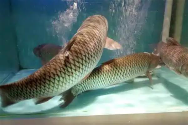 鱼缸草鱼怎么养才不容易死,首先保证养殖空间充足