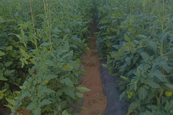 番茄的种植时间,根据种植地区而定