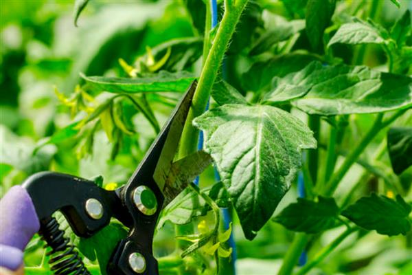 番茄的种植时间,根据种植地区而定