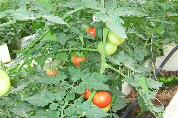 番茄的种植时间,根据种植地区而定