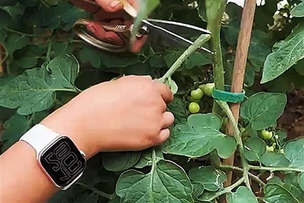 番茄的种植时间,根据种植地区而定