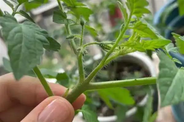 番茄的种植时间,根据种植地区而定