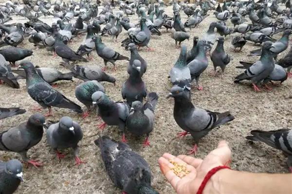 鸽子肠道病的特效药，可以喂大霉素片、氟哌酸等