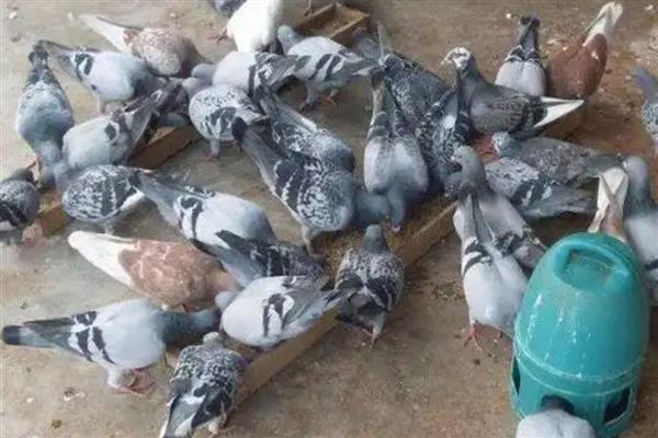 鸽子肠道病的特效药，可以喂大霉素片、氟哌酸等