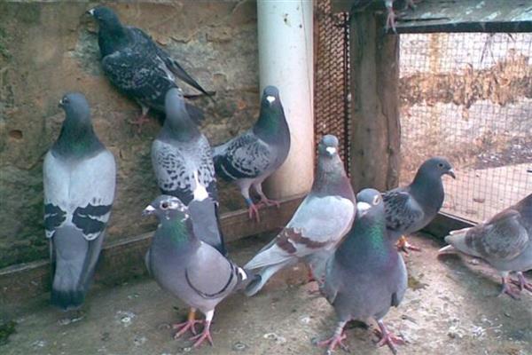 鸽子肠道病的特效药，可以喂大霉素片、氟哌酸等