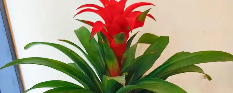 乔迁之喜送什么花，推荐鸿运当头、红掌等