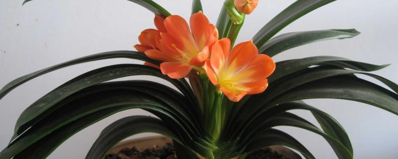 君子兰多大可以开花,养护3-4年可以开花