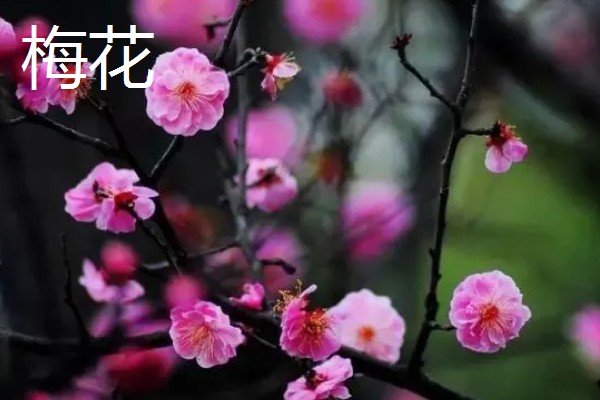 梅花和桃花有什么区别,花期、颜色、花瓣等方面都不同