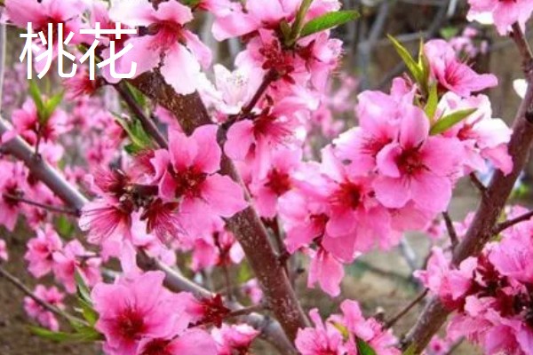 梅花和桃花有什么区别,花期、颜色、花瓣等方面都不同