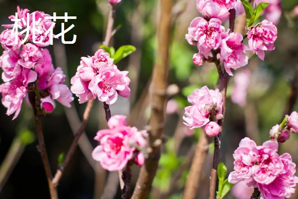 梅花和桃花有什么区别,花期、颜色、花瓣等方面都不同