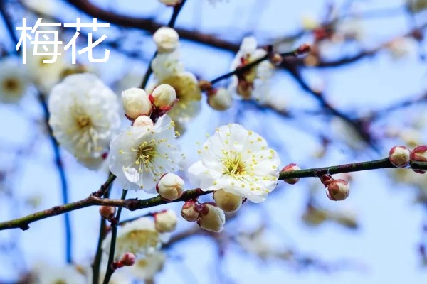 梅花和桃花有什么区别,花期、颜色、花瓣等方面都不同