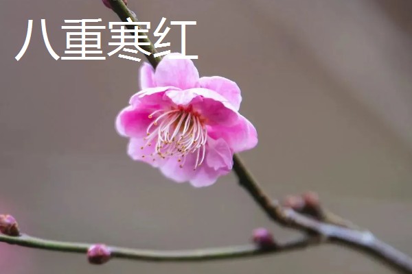 梅花和桃花有什么区别,花期、颜色、花瓣等方面都不同
