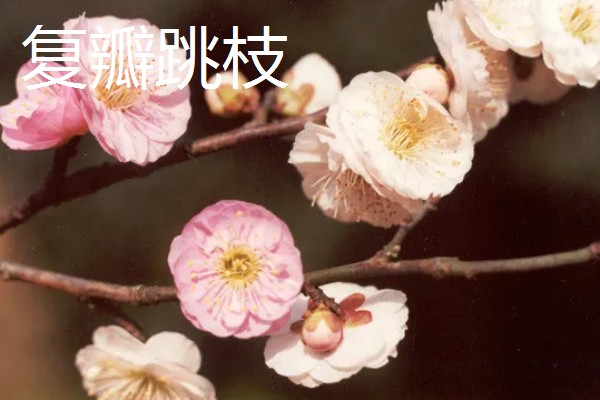 梅花和桃花有什么区别,花期、颜色、花瓣等方面都不同