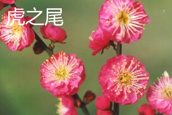 梅花和桃花有什么区别,花期、颜色、花瓣等方面都不同