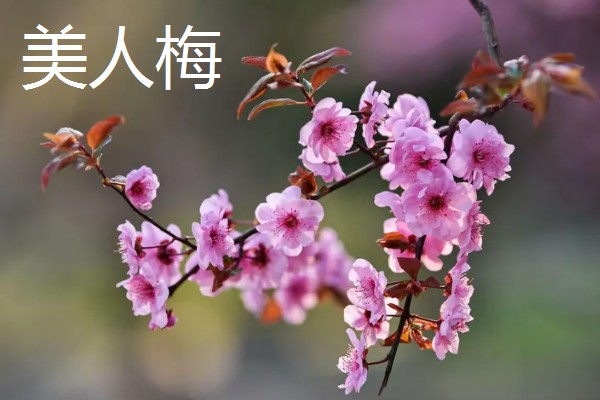 梅花和桃花有什么区别,花期、颜色、花瓣等方面都不同