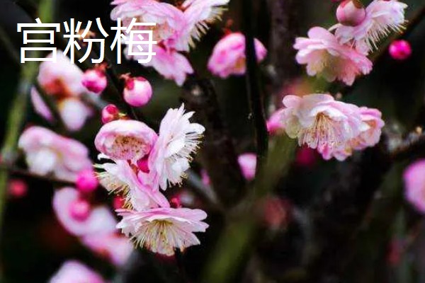 梅花和桃花有什么区别,花期、颜色、花瓣等方面都不同