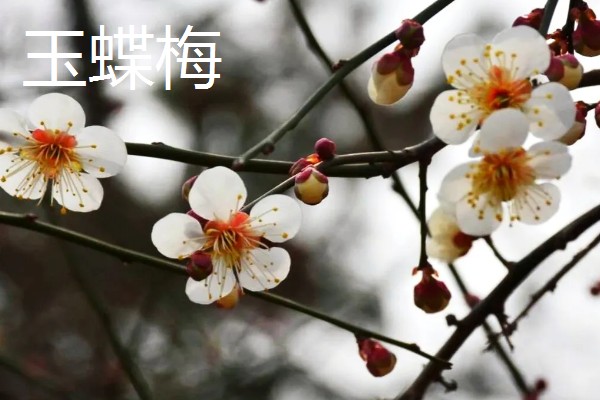 梅花和桃花有什么区别,花期、颜色、花瓣等方面都不同