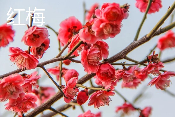 梅花和桃花有什么区别,花期、颜色、花瓣等方面都不同