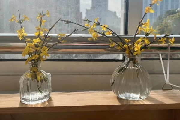 迎春花如何水培,一年四季均可进行