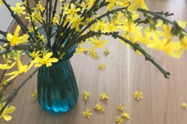 迎春花如何水培,一年四季均可进行