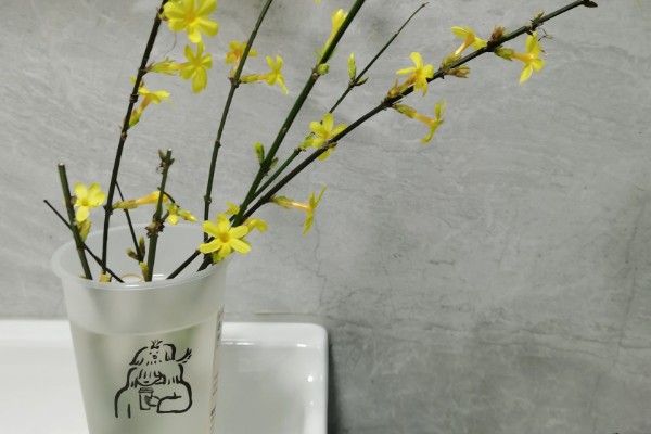 迎春花如何水培,一年四季均可进行
