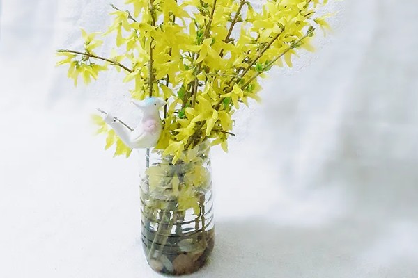 迎春花如何水培,一年四季均可进行