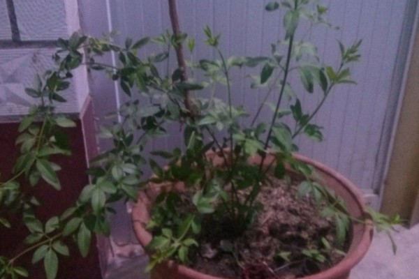 迎春花如何水培,一年四季均可进行