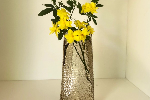 迎春花如何水培,一年四季均可进行