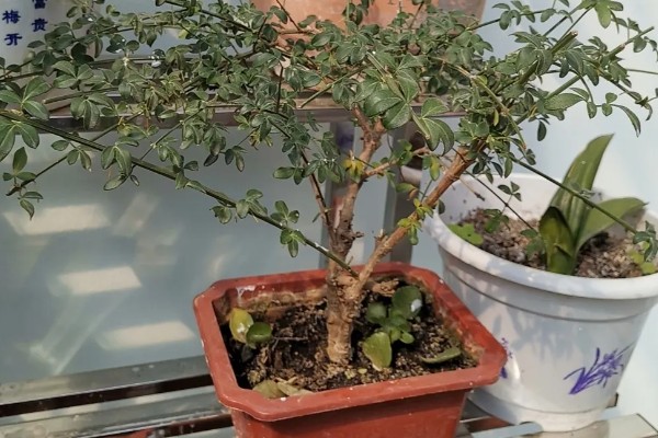 迎春花如何水培,一年四季均可进行