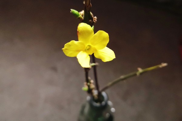 迎春花如何水培,一年四季均可进行