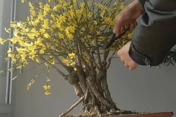 迎春花如何水培,一年四季均可进行