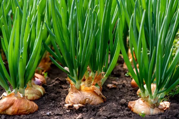 洋葱如何种植,九月上旬左右种植为佳