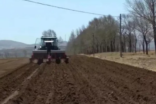 洋葱如何种植,九月上旬左右种植为佳