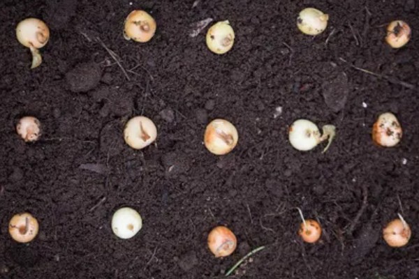 洋葱如何种植,九月上旬左右种植为佳