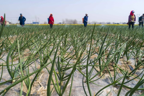 洋葱如何种植,九月上旬左右种植为佳