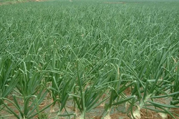 洋葱如何种植,九月上旬左右种植为佳