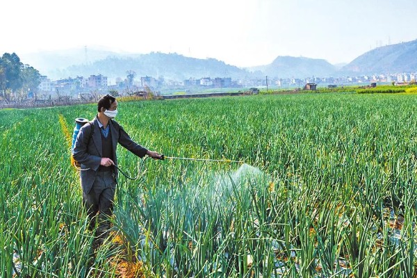 洋葱如何种植,九月上旬左右种植为佳