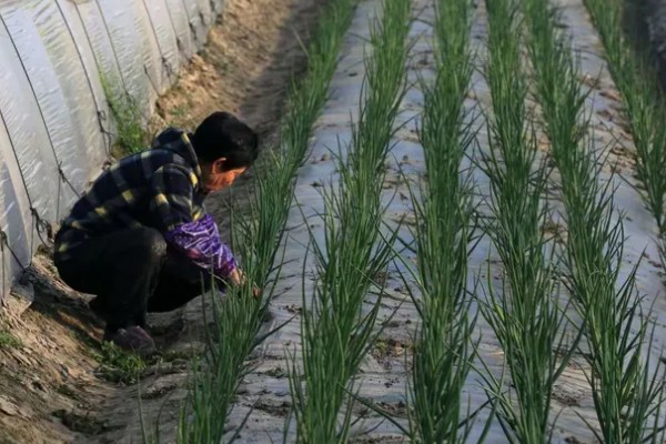 洋葱如何种植,九月上旬左右种植为佳