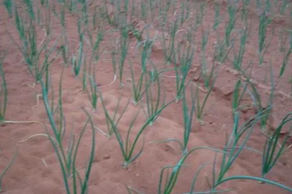 洋葱如何种植,九月上旬左右种植为佳