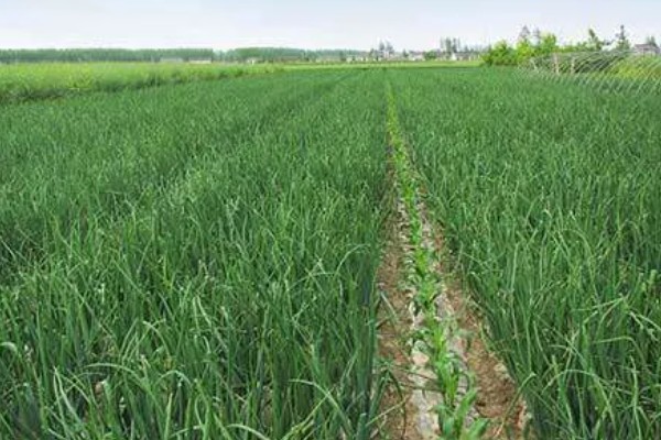 洋葱如何种植,九月上旬左右种植为佳