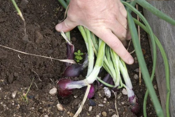 洋葱如何种植,九月上旬左右种植为佳