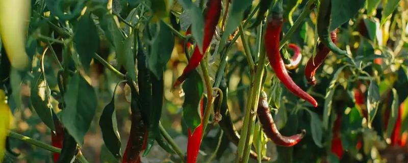 辣椒多少度会受冻，遇到5℃以下的低温会发生冻害
