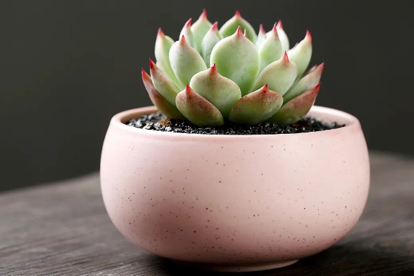 多肉植物适合用什么土,推荐兰石、蛭石等