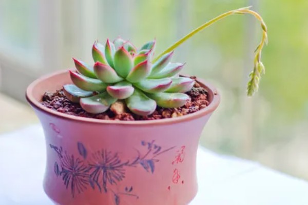 多肉植物适合用什么土,推荐兰石、蛭石等