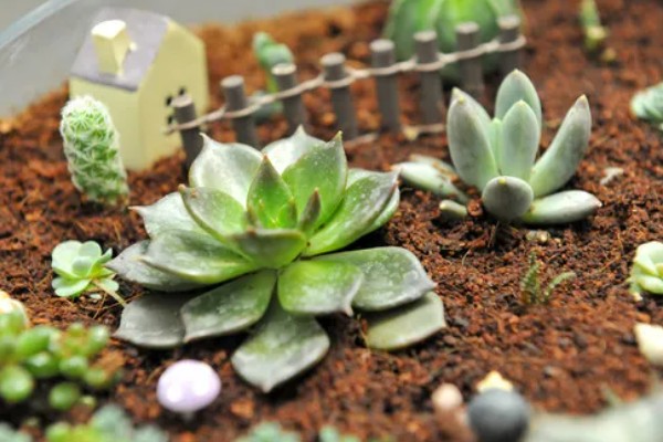 多肉植物适合用什么土,推荐兰石、蛭石等