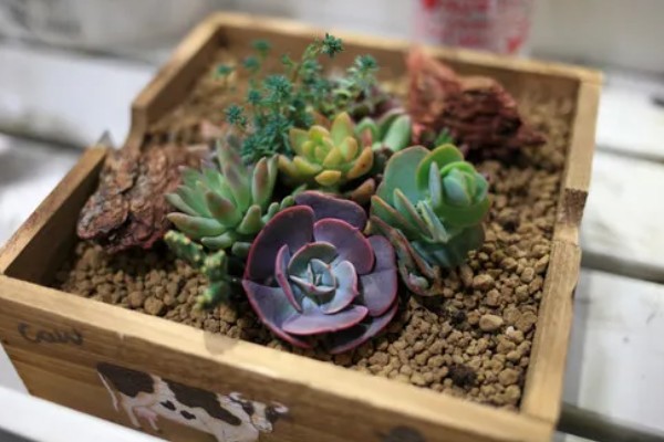 多肉植物适合用什么土,推荐兰石、蛭石等