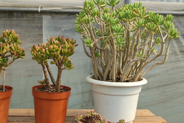 多肉植物适合用什么土,推荐兰石、蛭石等